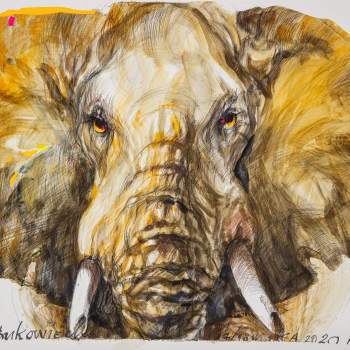 Żółto-brązowa głowa słonia widziana z naprzeciwka. Białe tło.