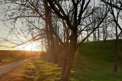 Zachód słońca widziany zza nagich drzew wśród zielonej trawy.