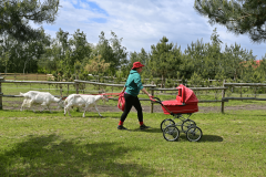 Kobieta w czerwonym kapeluszu pcha czerwony wózek i trzyma na smyczy dwie białe kozy. Za nią drewniane  ogrodzenie i młode sosny.(zdjęcie nr 26)