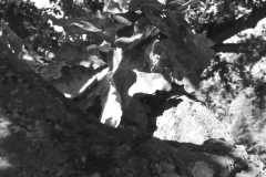 Gruba gałąź widziana od spodu. Nad nią liście. Zdjęcie czarno-białe. Autorka: Renata Rudowicz.