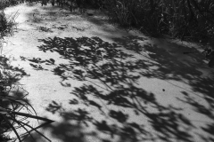 Cień gałęzi rzucony na taflę sadzawki.  Zdjęcie czarno-białe. Autorka: Renata Rudowicz.