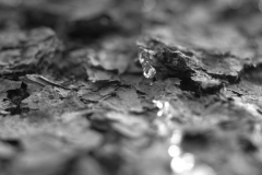 Czarno-białe zdjęcie makro. Kropla wody wśród dywanu suchych liści. Autor: Dominik Domański.