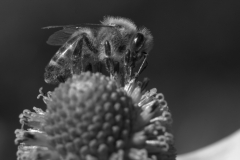 Czarno-białe zdjęcie makro. Pszczoła zbiera nektar z kwiatu. Autor: Dominik Domański.
