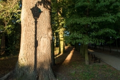 Na pierwszym planie po lewej stronie gruby pień drzewa. Nieco w tle rząd drzewek i ścieżka. Autor: Zbigniew Kędzierski.
