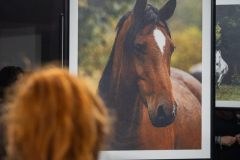 Na pierwszym planie odwrócona plecami rudowłosa dziewczyna oglądająca portret konia. Za nim widoczne nogi uczestników wystawy.