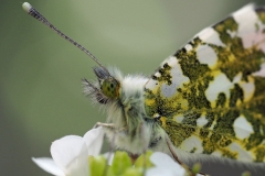 Zdjęcie makro. Motyl o skrzydłach biało-czarnych z domieszką koloru żółtego.  Tło szare.