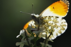 Zdjęcie makro. Motyl o żółto-białych skrzydłach widziany od spodu. Tło czarno-szare.