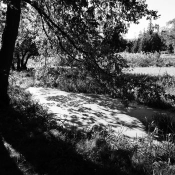Sadzawka otoczona wysoką trawą. Po lewej stronie potężne drzewo. Zdjęcie czarno-białe.