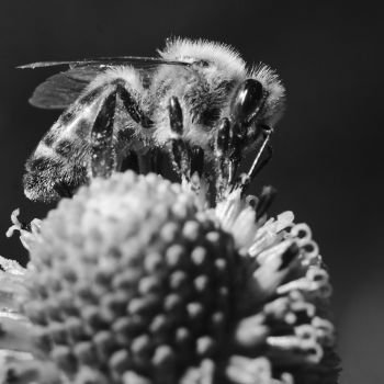 Czarno-białe zdjęcie makro. Pszczoła zbiera nektar z kwiatu.
