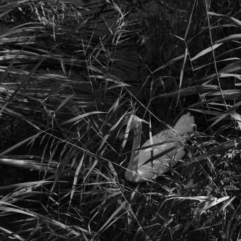 Łabędź wśród trzciny. Zdjęcie czarno-białe.