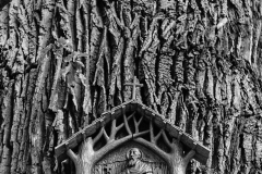 Drewniana tabliczka ze świętym Janem Gwalbertem przymocowana do obszernego pnia. Zdjęcie czarno-białe.