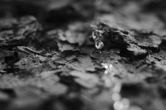 Czarno-białe zdjęcie makro. Kropla wody wśród dywanu suchych liści.