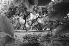 Drzewo otoczone niewielką polaną.  Na pierwszym planie pojedyncze liście tworzą ramkę czarno-białego zdjęcia.