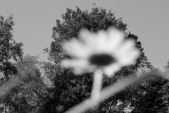 Na pierwszym planie rozmyty drobny kwiat. W tle wysokie gęste drzewa i fragment nieba. Zdjęcie czarno-białe.