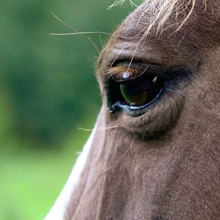 Fragment głowy konia. Zdjęcie Anny Struganek