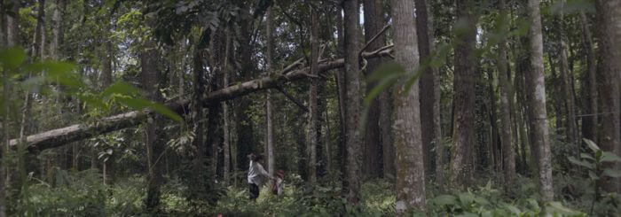Zdjęcie przedstawia drzewa w lesie i w odległym planie ludzką postać w jasnej koszuli 
