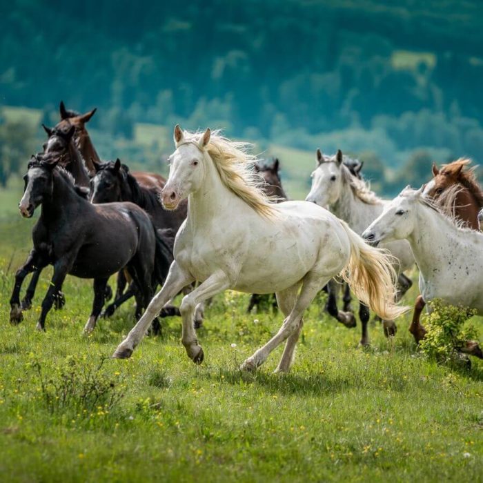Na zdjęciu stado koni w galopie